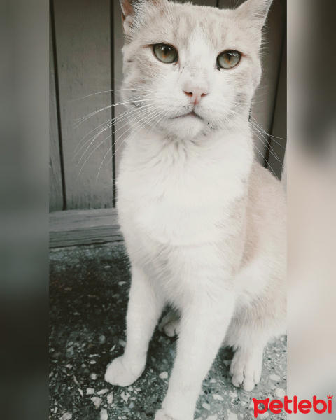 Soke, Kedi  Pamuk fotoğrafı
