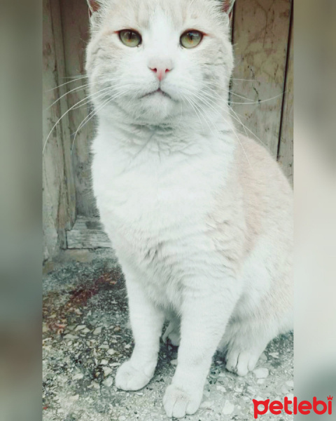 Soke, Kedi  Pamuk fotoğrafı