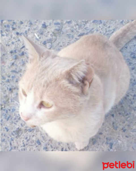 Soke, Kedi  Pamuk fotoğrafı