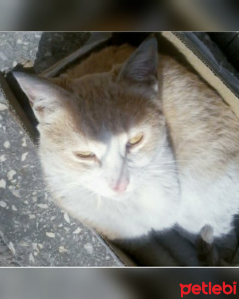 Soke, Kedi  Pamuk fotoğrafı