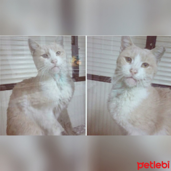 Soke, Kedi  Pamuk fotoğrafı
