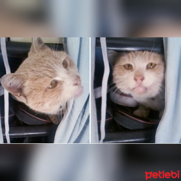 Soke, Kedi  Pamuk fotoğrafı