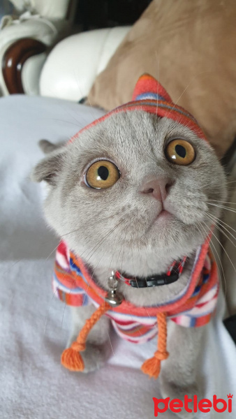 Scottish Fold, Kedi  Toffee fotoğrafı