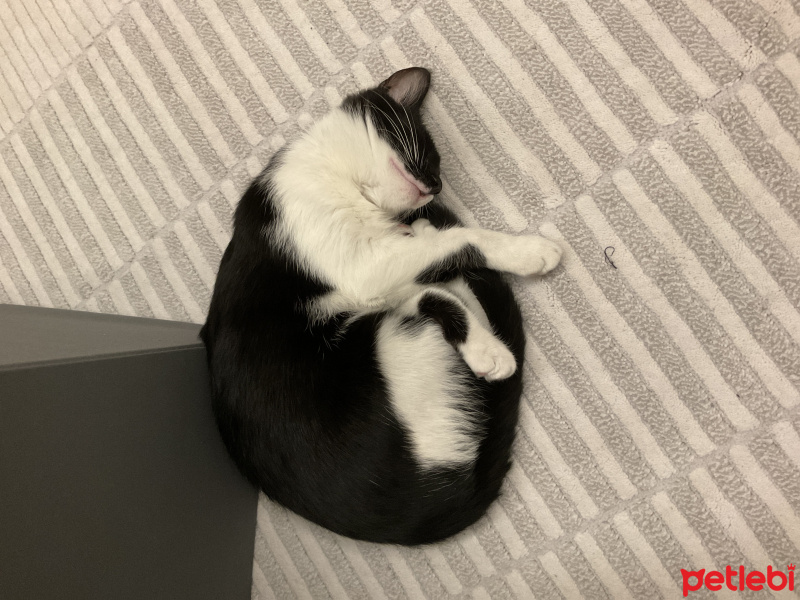 Tuxedo (Smokin) Kedi, Kedi  Oreo fotoğrafı