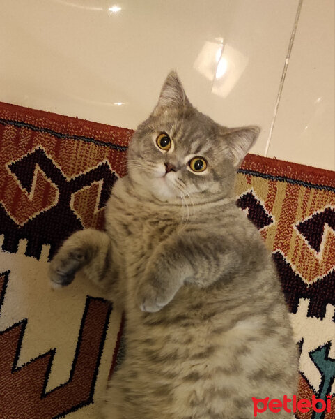 British Shorthair, Kedi  Ponçik fotoğrafı