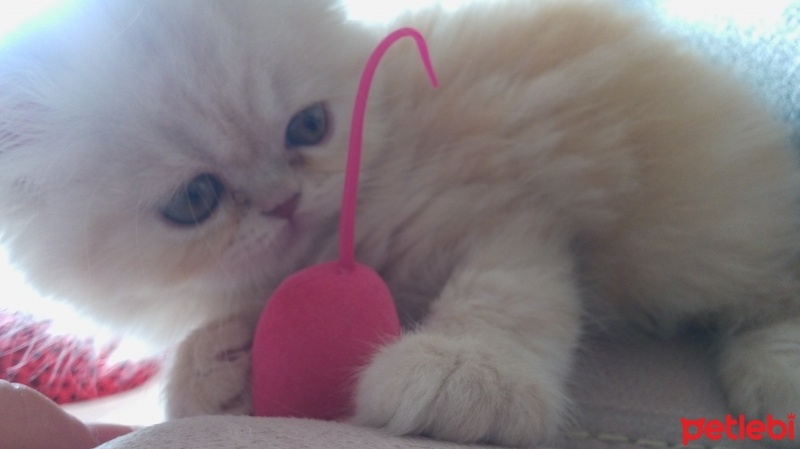 İran Kedisi (Persian), Kedi  Serafettin fotoğrafı