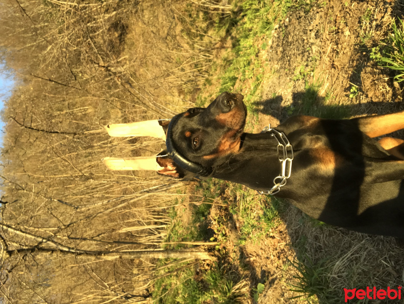 Doberman Pinscher, Köpek  Kont fotoğrafı