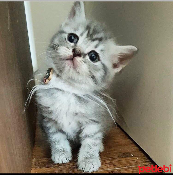 British Shorthair, Kedi  Mia fotoğrafı