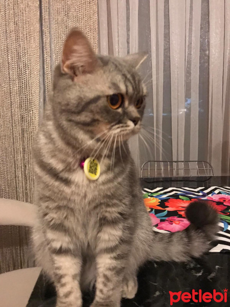 British Shorthair, Kedi  Mia fotoğrafı