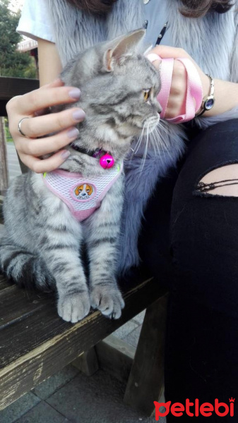 British Shorthair, Kedi  Mia fotoğrafı