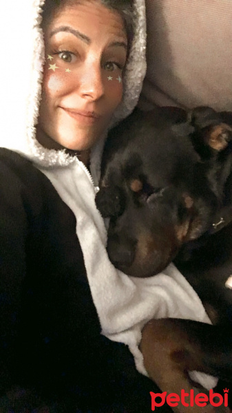 Rottweiler, Köpek  Joy fotoğrafı