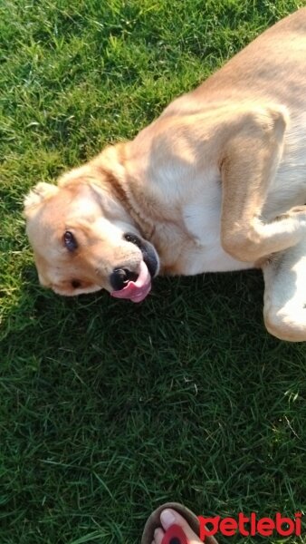 Golden Retriever, Köpek  Yıldırım fotoğrafı