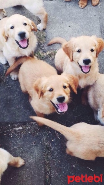 Golden Retriever, Köpek  Yıldırım fotoğrafı