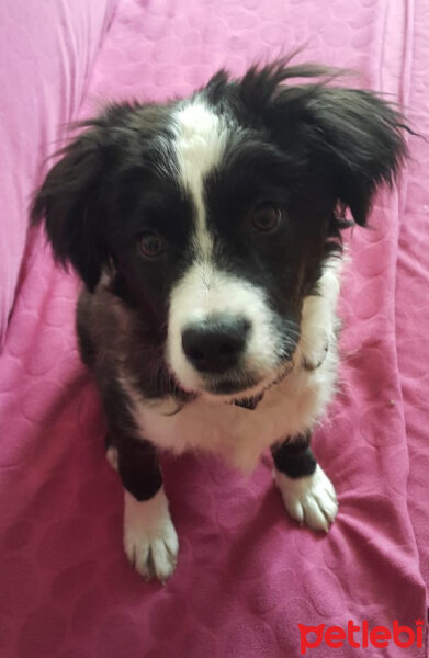 Border Collie, Köpek  Pars fotoğrafı