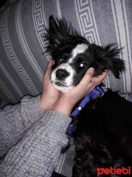 Border Collie, Köpek  Pars fotoğrafı