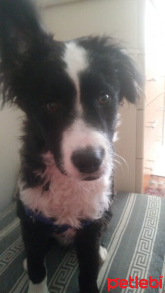 Border Collie, Köpek  Pars fotoğrafı