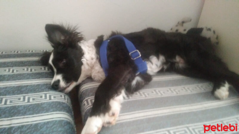 Border Collie, Köpek  Pars fotoğrafı