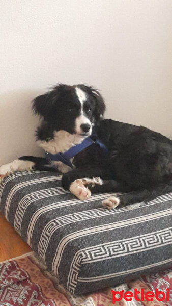 Border Collie, Köpek  Pars fotoğrafı