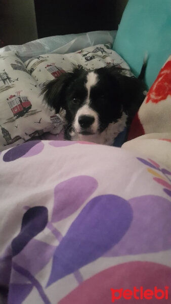 Border Collie, Köpek  Pars fotoğrafı