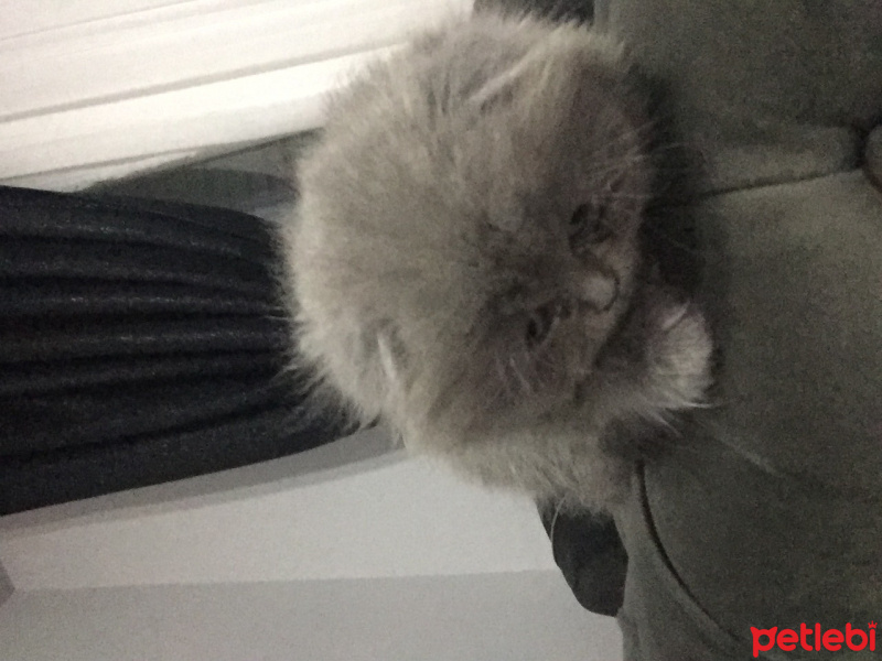 Scottish Fold, Kedi  Boncuk fotoğrafı