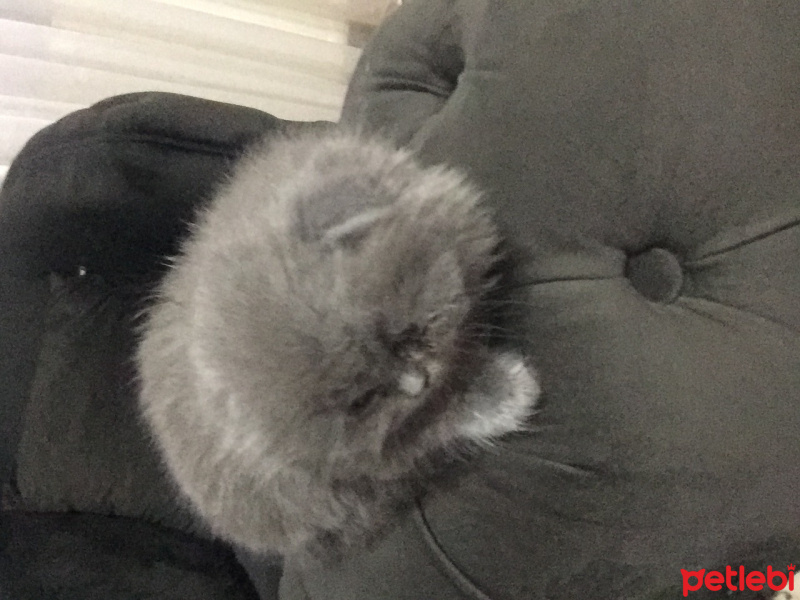 Scottish Fold, Kedi  Boncuk fotoğrafı