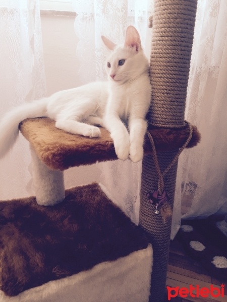 Ankara Kedisi, Kedi  Lola  fotoğrafı