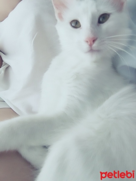 Ankara Kedisi, Kedi  Lola  fotoğrafı