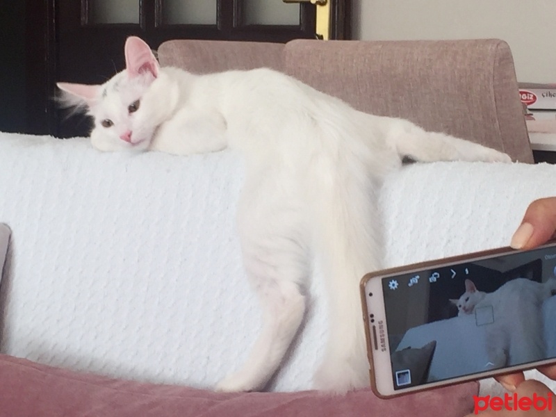 Ankara Kedisi, Kedi  Lola  fotoğrafı