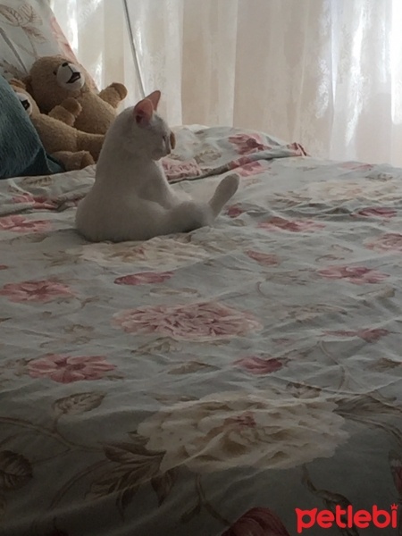 Ankara Kedisi, Kedi  Lola  fotoğrafı