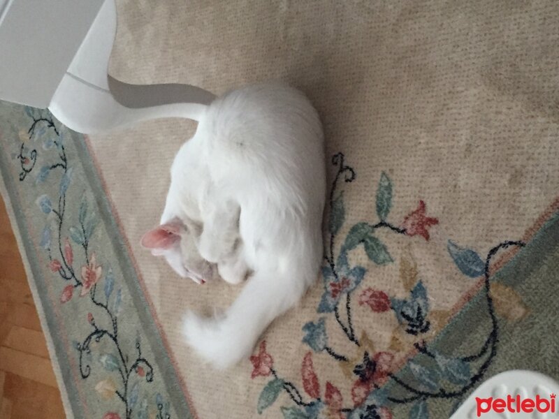 Ankara Kedisi, Kedi  Lola  fotoğrafı