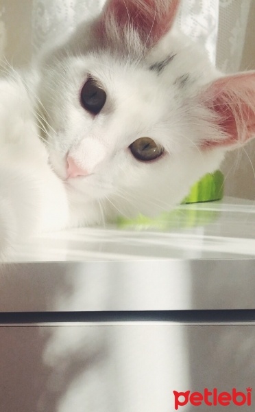 Ankara Kedisi, Kedi  Lola  fotoğrafı