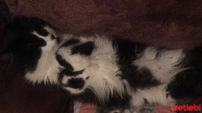 Tekir Kedi, Kedi  Luna fotoğrafı