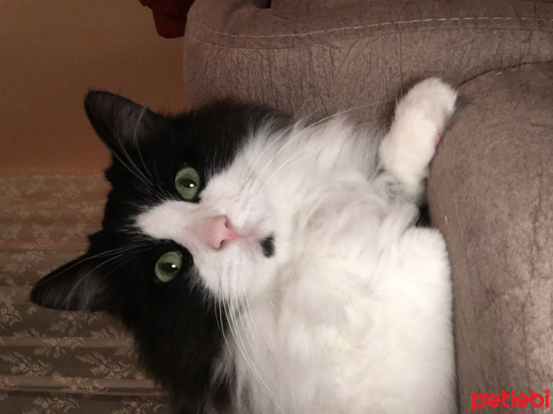 Tekir Kedi, Kedi  Artemis fotoğrafı