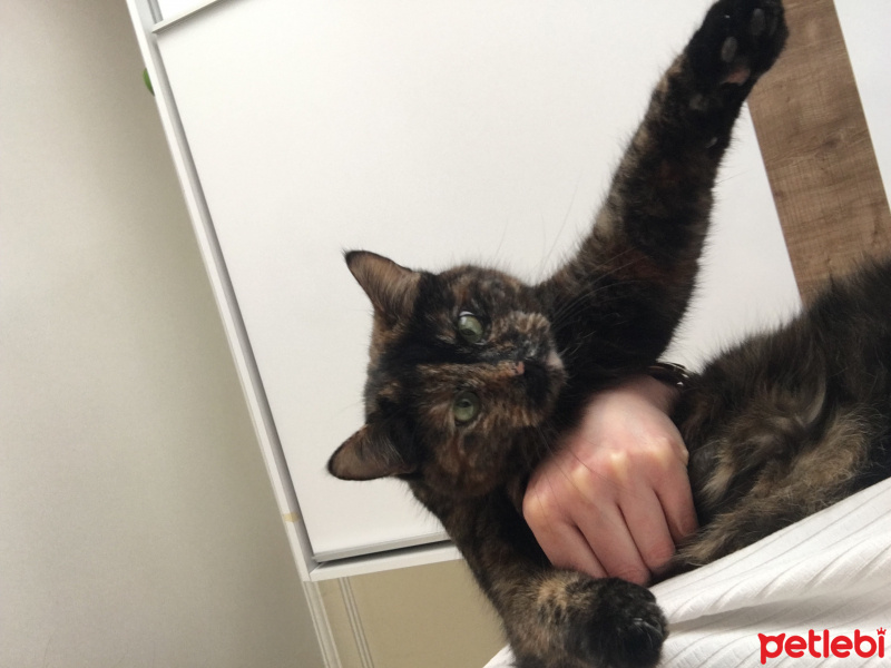 Tekir Kedi, Kedi  Diana fotoğrafı