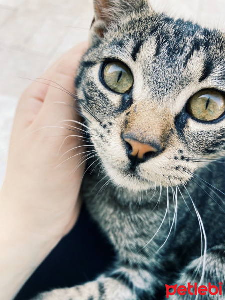 Tekir Kedi, Kedi  Eva fotoğrafı