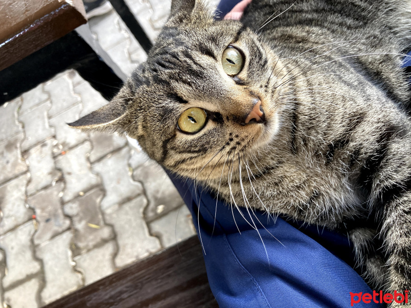 Tekir Kedi, Kedi  Eva fotoğrafı