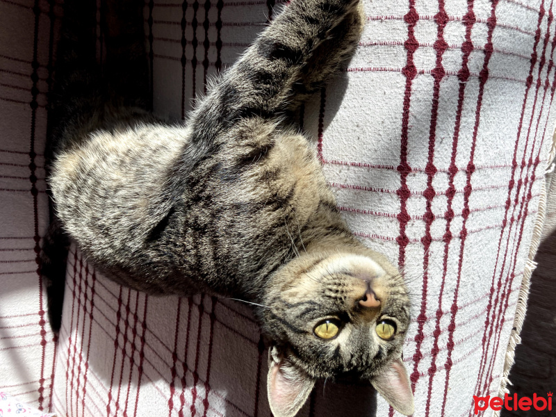 Tekir Kedi, Kedi  Eva fotoğrafı