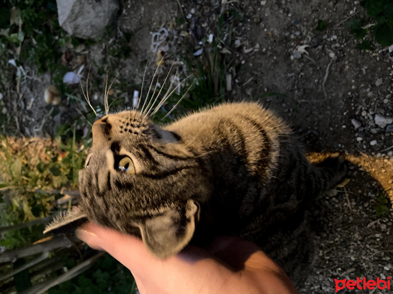 Tekir Kedi, Kedi  Eva fotoğrafı