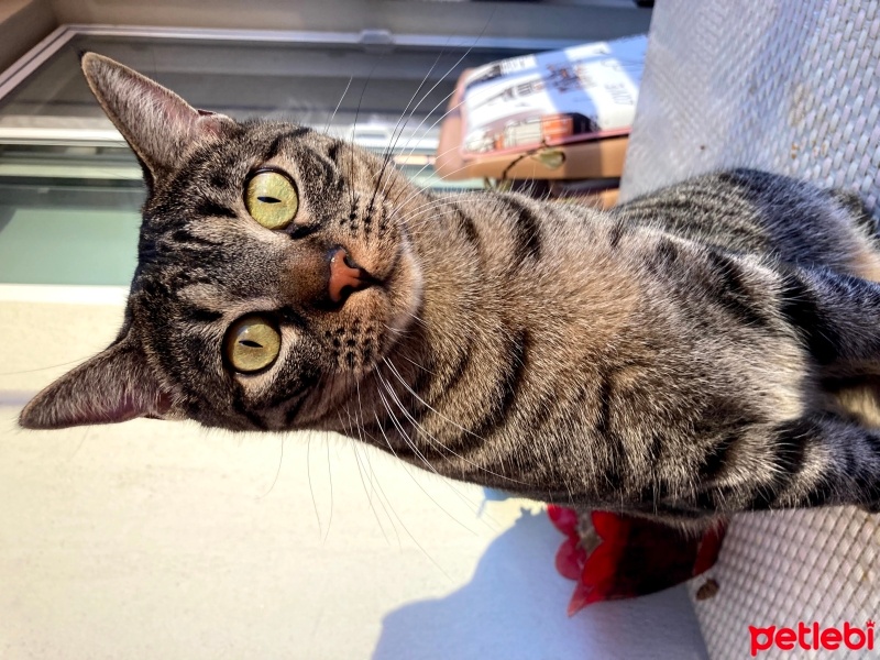 Tekir Kedi, Kedi  Eva fotoğrafı