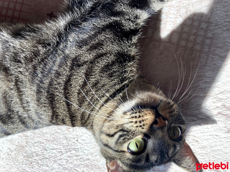 Tekir Kedi, Kedi  Eva fotoğrafı