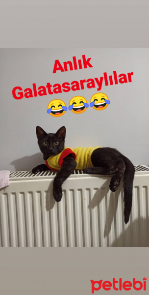 Tekir Kedi, Kedi  Romeo fotoğrafı