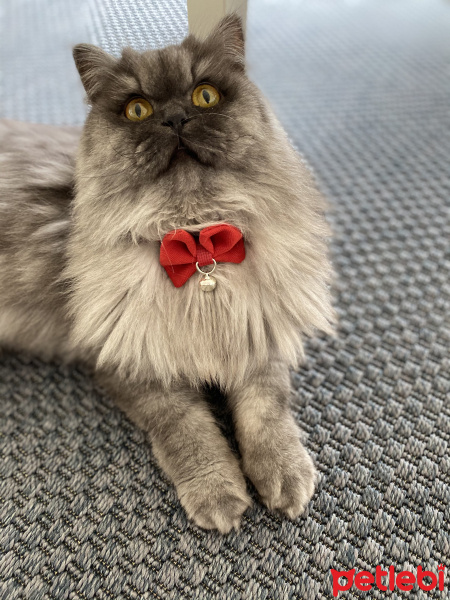 İran Kedisi (Persian), Kedi  TİPOŞ fotoğrafı