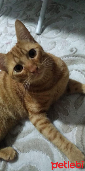 Tekir Kedi, Kedi  Simba fotoğrafı