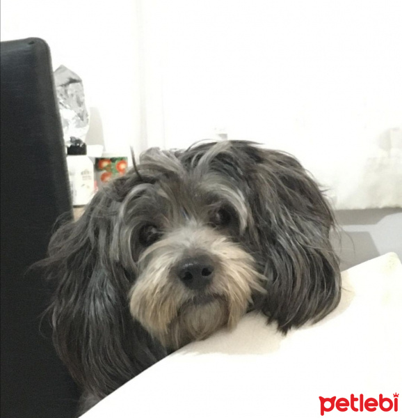 İskoç Terrier, Köpek  Sandy fotoğrafı