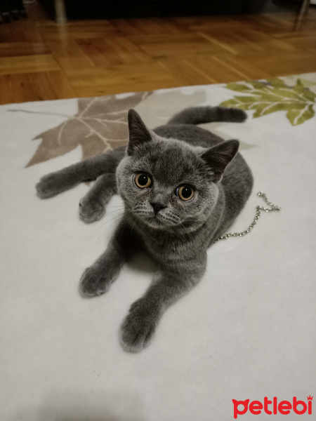 British Shorthair, Kedi  Mia fotoğrafı