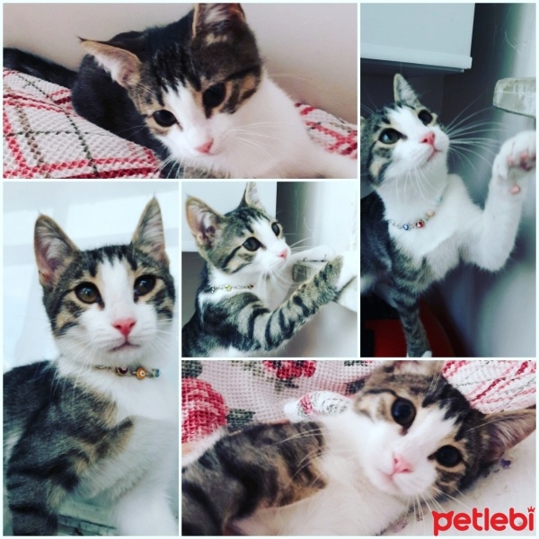 Tekir Kedi, Kedi  recel fotoğrafı