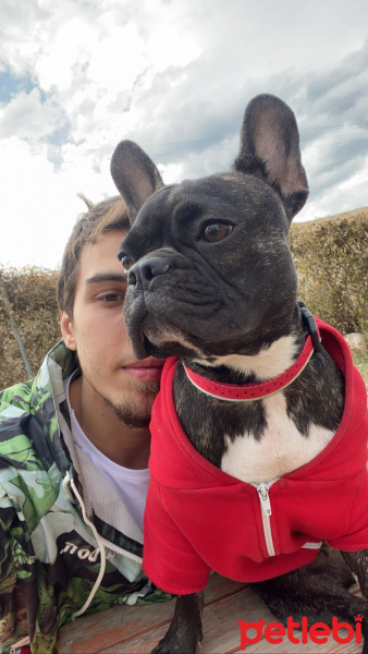 Fransız Bulldog, Köpek  Eva fotoğrafı