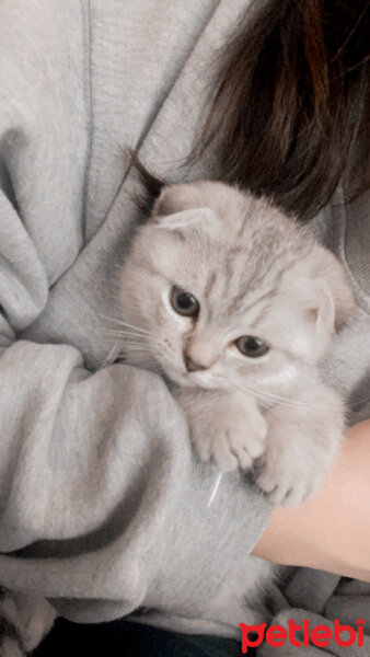 Scottish Fold, Kedi  Bobby fotoğrafı