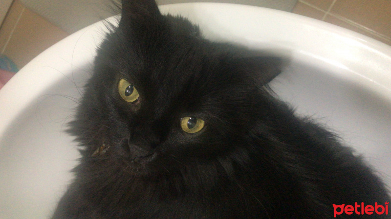 York Chocolate, Kedi  Zeytin fotoğrafı
