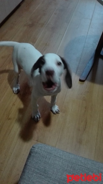 Pointer, Köpek  Sisi fotoğrafı